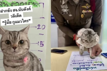 பொலிஸாரை தாக்கி கைதான பூனை, ஜாமீனில் சென்ற வினோதம் ; தாய்லாந்தில் சம்பவம்!