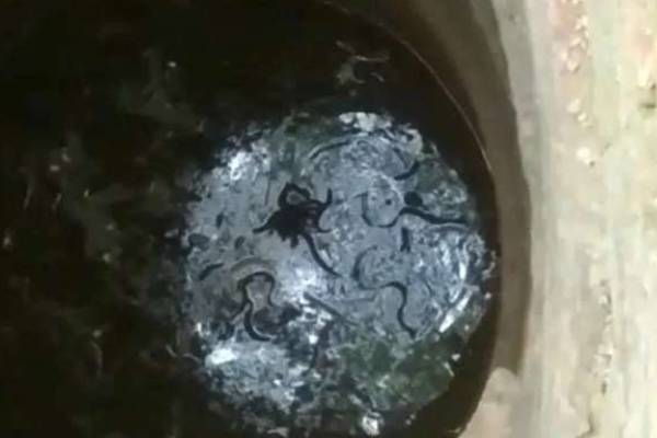 குடிநீர் கிணற்றில் உயிரிழந்த நிலையில் மீட்கப்பட்ட பாம்பு | Snake Found Dead In Drinking Well