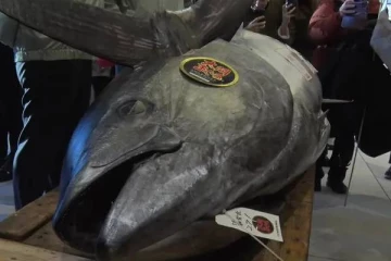 ரூ.11 கோடிக்கு விற்பனையான சூரை மீன்; அடித்த அதிர்ஷ்டம் - எங்கு தெரியுமா?