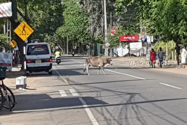 நாட்டின் போராட்ட சூழலால் பாதிக்கப்பட்ட மக்களின் இயல்பு வாழ்க்கை (Photos) | Deserted Areas In The Country