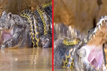 ராச்சத முதலையின் உடலில் சுற்றிக்கொண்ட அனகோண்டா... இறுதியில் என்ன நடந்தது?