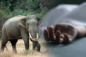 காட்டு யானை தாக்கியதில் இளைஞன் பரிதாப மரணம்