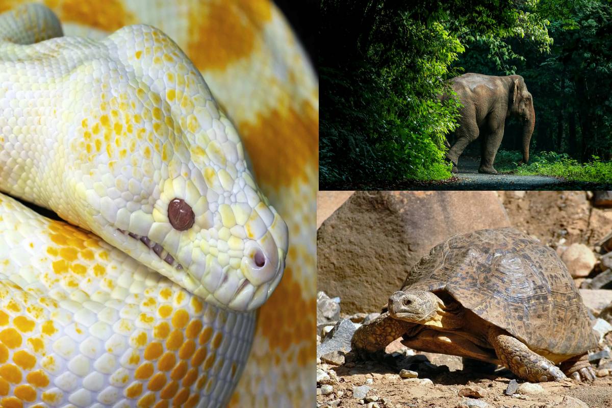 உங்கள் கனவில் இந்த 5 விலங்குகளைக் கண்டால் இது நடந்தே தீரும் - சொப்பன சாஸ்திரம் | Lucky To See These 5 Animals In Your Dream