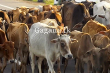 මාරාන්තික වෛරසයක් පැතිරී යයි.. - මෙරටින් ඇහෙන තවත් අවදානම් තත්ත්වයක සුලමුල..