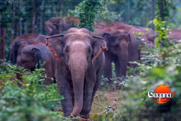 වනඅලි රක්ෂිතවලට පලවා හැරීමේ මෙහෙයුමට විරුද්ධව ගොනුකළ පෙත්සම නිෂ්ප්‍රභයි