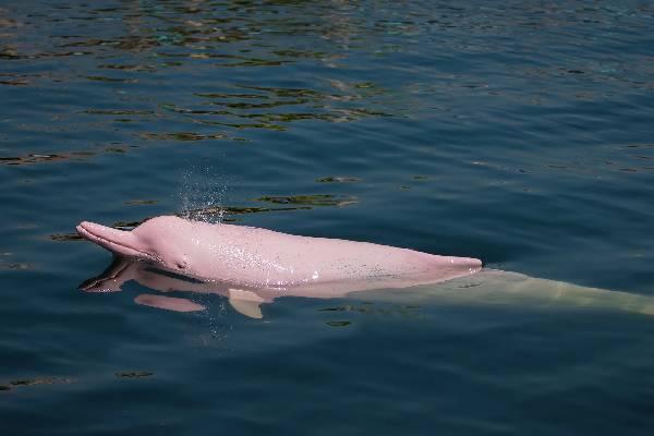 இந்த டால்பின் இளஞ்சிவப்பு நிறத்தில் இருப்பது ஏன்னு தெரியுமா? | Why Are Dolphins Turning Pink