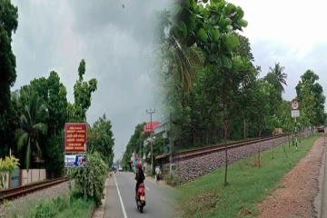 யாழின் வீதியோர நிழல் தரு மரத் தெரிவில் மாற்றம் கோரும் மக்கள் (Photos)