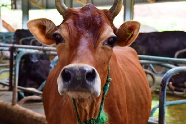 யாழில் கிளிநொச்சி இளைஞர்கள் நையப்புடைப்பு! | Fake Cow Catchers Busted In Yali