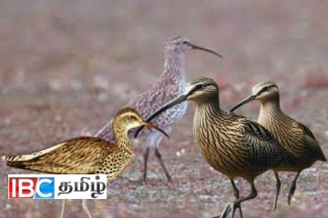 2024 இல் உலகளாவியரீதியில் அழிந்துபோன பறவை இனம் : சுற்றுச்சூழல் ஆர்வலர்கள் கவலை