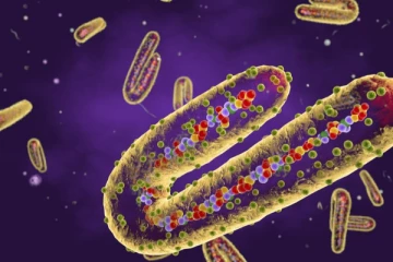 ” Marburg " වෛරස් රෝගීන් 8ක් හදුනා ගැනේ..!