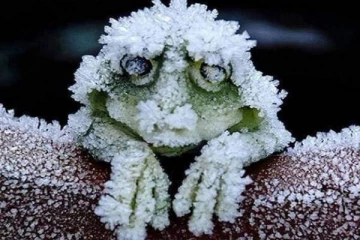 7 மாதம் இதய ஓட்டமே உறைந்துபோய் குளிரில் உயிர் வாழும் அதிசய மரத்தவளை... எப்படி தெரியுமா?