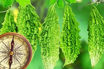 வாஸ்து:இந்த செடிகள் வீட்டில் இருந்தால் ஆபத்தாம்