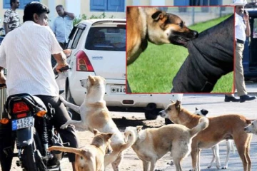 நாய்கடிக்கு இழப்பீடு வழங்குக; ஒரு பல்கடிக்கே அவ்வளவு ரூபாயா..? - நீதிமன்றம் அதிரடி உத்தரவு!