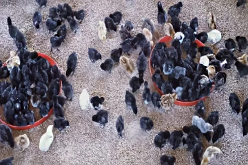 கிளிநொச்சி - றீ(ச்)ஷா ஒருங்கிணைந்த பண்ணை ஏற்படுத்திக் கொடுக்கும் சந்தர்ப்பம்