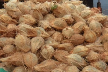 சடுதியாக உயர்ந்த தேங்காய் விலை ; எடுக்கப்பட்ட முக்கிய தீர்மானம்