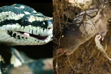 Viral Video: எலியை தாவிப்பிடித்த பாம்பு! கடைசியில் நடந்ததை பாருங்க