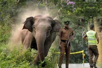 காட்டு யானை தாக்கியதில் விவசாயி ஒருவர் உயிரிழப்பு!