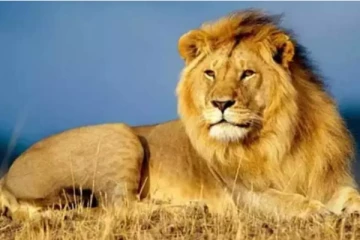 வீட்டின் முன்பு விளையாடிக் கொண்டிருந்த சிறுமியை தாக்கிய சிங்கம்