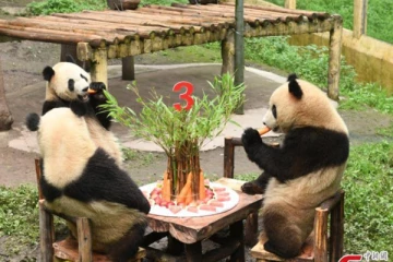 6 பாண்டா கரடிகளுக்கு கேக் வெட்டி பிறந்தநாள் கொண்டாடிய மக்கள்