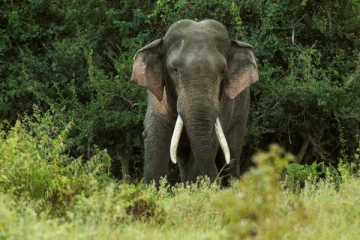 தமிழர்ப்பகுதியில் 24 மணி நேரத்தில் இரு உயிர்களைப்பறித்த யானை!