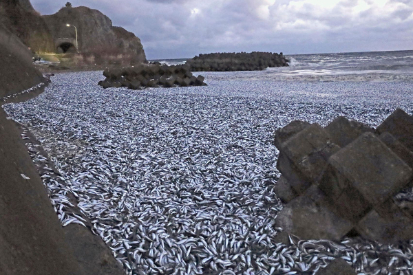 millions of fishes wash up on Japan Hakodate beach ஜப்பானில் செத்து கரை ஒதுங்கிய லட்சக்கணக்கான மீன்கள்: மக்களுக்கு அரசு எச்சரிக்கை