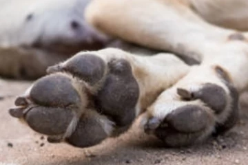 හක්ක පටස් කා ජිවිතයෙන් සමුගත් අසරණයින් දෙදෙනෙක්..