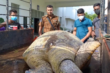 கடலாமையை பிடித்து வந்த நபரொருவர் கைது (VIDEO)