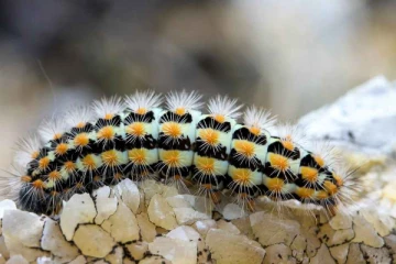 கிராமத்தை ஆக்கிரமித்துள்ள கம்பளி பூச்சிகள் - வீடுகளை விட்டு வெளியேறும் பிரதேசவாசிகள்