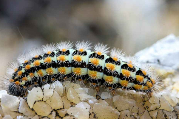 Kulam Insect கிராமத்தை ஆக்கிரமித்துள்ள கம்பளி பூச்சிகள் - வீடுகளை விட்டு வெளியேறும் ...