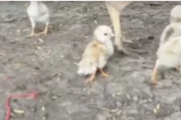 4 கால்களுடன் பிறந்த அதிசய கோழிக்குஞ்சு - பொதுமக்கள் வியப்பு!