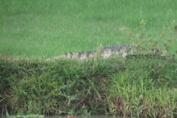 அம்பாறையில் திடீரென அதிகரித்துள்ள முதலைகளின் நடமாட்டம்! அச்சத்தில் மக்கள்