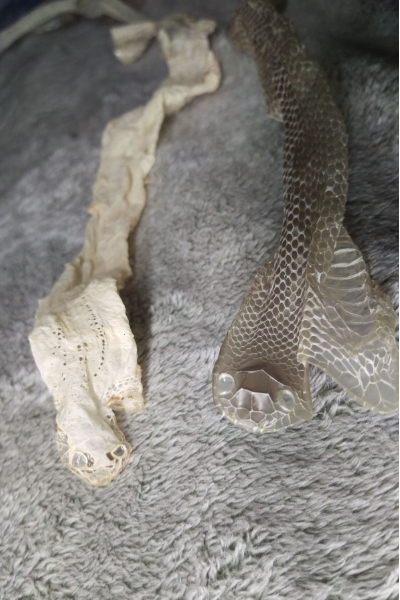 பாம்புகள் அவற்றின் தோலை உதிர்ப்பதற்கு காரணம் என்ன தெரியுமா ! | Why Do Snakes Shed Their Skin In Tamil