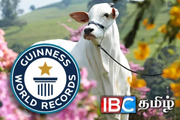 கின்னஸ் சாதனை படைத்த பசு... எதில் தெரியுமா..!