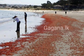 ත්‍රීකුණාමලය මුහුදු තීරයේ ලක්ෂ 10කට වැඩිය මියගිය රතු කකුලු පැටවි..