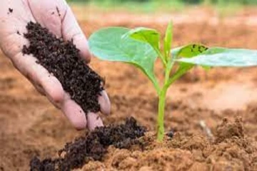 சேதனப் பசளை உற்பத்தியை ஊக்குவிக்கும் வகையில் பணம் வழங்க அமைச்சரவை அங்கீகாரம்