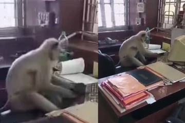 கீ போர்டை தட்டி தட்டி மும்முரமாக வேலைப்பார்க்கும் குரங்கு - இணையத்தை கலக்கும் வீடியோ