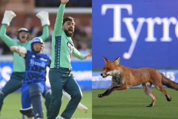 The Hundred கிரிக்கெட் லீக் - மைதானத்தில் நரி புகுந்ததால் இடைநிறுத்தப்பட்ட போட்டி