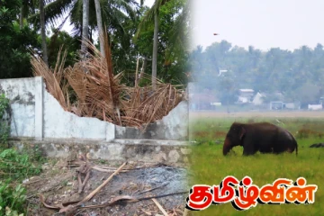 சம்மாந்துறை செந்நெல் கிராமத்திற்குள் அத்துமீறிய யானைகள்