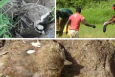 புத்தளம் பகுதியில் திடீரென உயிரிழந்த நூற்றுக்கணக்கான பறவைகள்!