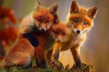 தண்ணீர் இல்லாமல் வாழ்க்கை ஓட்டும் உயிரினங்கள்- பலரும் அறியாத தகவல்