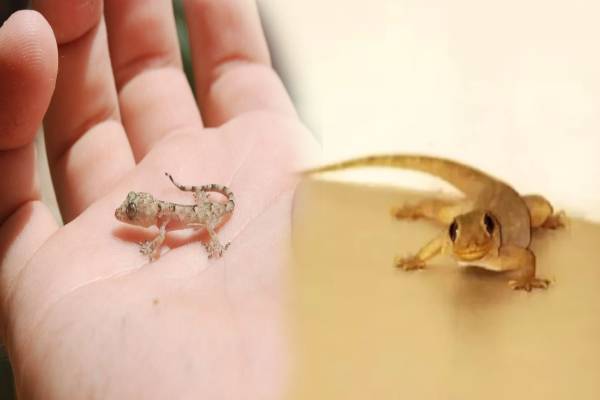 வீட்டில் குட்டி பல்லி அடிக்கடி தென்படுதா? அப்போ இந்த தவறை மட்டும் பண்ணீறாதிங்க! | Is The Small Lizard Goddess Laxmi வீட்டில் குட்டி பல்லி அடிக்கடி தென்படுதா? அப்போ இந்த தவறை மட்டும் பண்ணீறாதிங்க! | Is The Small Lizard Goddess Laxmi