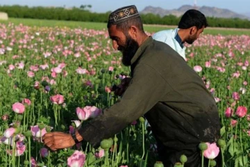 தாலிபன் ஆட்சியில் அதிகரித்துள்ள போதைப்பொருள் வர்த்தகம்