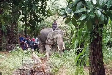 கொளுத்தும் வெயில்... பாகனை தாக்கி உடலை இரண்டாகக் கிழித்த யானை