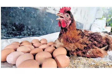 கேரளாவில் 6 மணி நேரத்திற்குள் 24 முட்டைகள் போட்ட அதிசய கோழி - மக்கள் ஆச்சரியம்