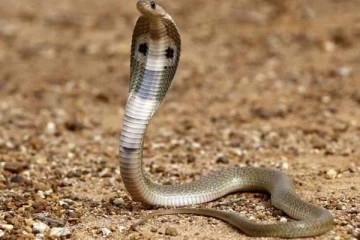 பாம்பு கடித்தால் உடனே என்ன செய்ய வேண்டும்? சில தவறுகளை மட்டும் செய்திடவே கூடாதாம்