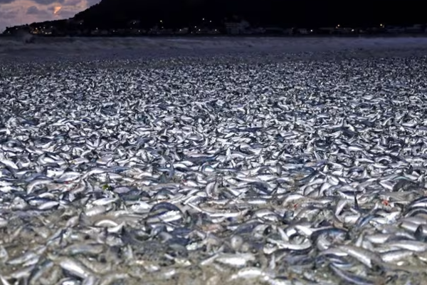 millions-of-dead-fish