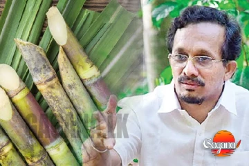 ගිනි ගත් උක් මෙට්‍රික් ටොන් එකක් රුපියල් 5000කට ආණ්ඩුව මිලදී ගනී