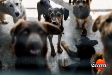 දරුවන් අතර ජලභීතිකා රෝගයේ වර්ධනය වීම නිසා සුනඛ්‍යන් ගැන නියෝගයක්