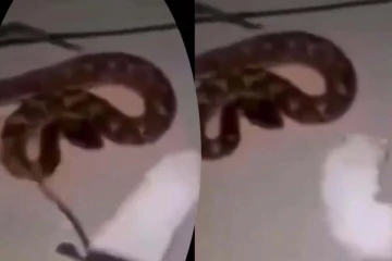 பாம்புக்கு எலியை உணவாக கொடுத்த நபர்... ஆனால் திடீரென கையை கவ்விய பகீர் காட்சி