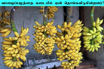 கடையில் வாழைப்பழத்தை ஏன் தொங்கவிடுகின்றனர்? பலரும் அறியாத தகவல்